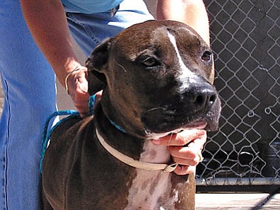 The Verde Valley Humane Society “Pet of the Week” is an adult chocolate male pit mix named “Dax.” This beautiful guy is such a sweetheart with everyone.  He’s very quiet and well behaved.   Come visit Dax, maybe you two could take a walk.  Who knows, he just might want to go home with you. His adoption fee has been discounted by $15 thanks to our Animal Angels.