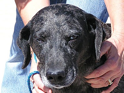 The Verde Valley Humane Society “Pet of the Week” is Jenna/Jeanie or fondly called “J.J.”  She is a beautiful Catahoula mix that is about two and one half years old. When “J.J.” came into the shelter she has some teeth that were broken that needed dental attention right then. J.J. is gentle and very quiet and just loves to run around outside. J.J.’s adoption fee has been discounted by $15 thanks to the generous Animal Angels of the Verde Valley. Visit the shelter located at 1502 W. Mingus to meet J.J. and our other wonderful selection of cats and dogs.