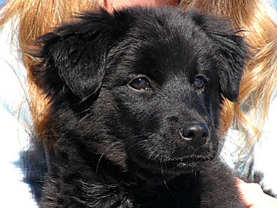 The Verde Valley Humane Society “Pet of the Week” is “Missy.”  She is a young Shepard/lab mix that is ready for action. This little ball of fluff deserves a good home. Missy’s adoption fee has been discounted by $15.