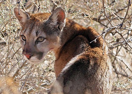 Mountain lion kills pets in Bridgeport | The Verde Independent ...