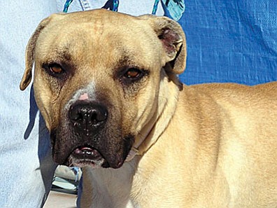 The Verde Valley Humane Society “Pet of the Week” is “Dooger.” He is a large male pit mix with an amazing personality. He came in to VVHS with his skin just stretched over his bones.  Dooger has gained ten pounds but needs to gain a little more. His adoption fee has been discounted by $20 thanks to our generous “Animal Angels.” If you would like to donate to our $10 Crusade Building Fund, please send your donation to:  VVHS $10 Crusade, P.O. Box 1429, Cottonwood, AZ 86326.