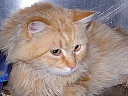 The Verde Valley Humane Society “Pet of the Week” is “Carl.” He is a beautiful orange male tabby cat.  He is fluffy and friendly with everyone. Carl needs a home filled with love. Could you use a little extra love too? If so Carl could be your new best friend. Stop in the shelter and meet Carl and the many other animals waiting to be adopted. The neutering portion of Carl’s adoption fee has been discounted by $20 thanks to a grant to be used for the animals of the Verde Valley.