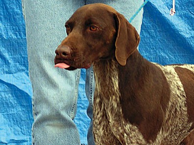 The Verde Valley Humane Society “Pet of the Week” is “Digit” a gorgeous male pointer mix. Digit is a little on the thin side but will fill in nicely once he’s in a good home with someone to give him extra love and attention. He’s very friendly and gets along well with others. Could you be the one to give him those extra scratches on his belly? The neuter portion of Digit’s adoption fee has been discounted by $20 thanks to a generous grant from Pedigree.