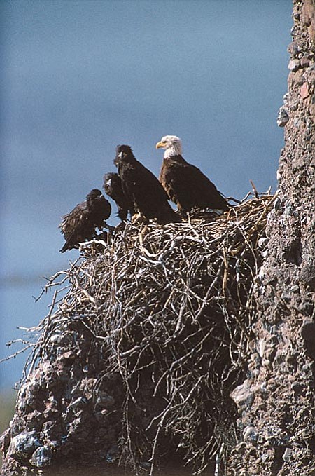 This year Arizona Game & Fish reports there were 59 nesting sites statewide 50 breeding pairs and of the 75 plus eggs laid 62 have hatched. The desert nesting bald eagle is currently enjoying endangered species a court ordered pending review by the U.S. Fish & Wildlife Service.