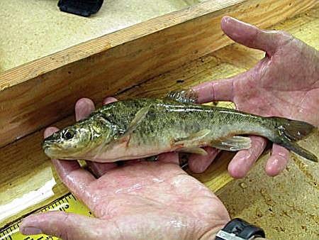 There are several programs in the state to help the roundtail chub, also known as the Verde trout to recover. There is a breeding program at Page Springs/Bubbling Ponds Fish Hatchery, a native fishery at Fossil Springs and another on the cusp of getting started at Stillman Lake at the Verde River headwaters.