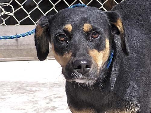 The Verde Valley Humane Society "Pet of the Week" is "Pookey." She is a medium-size Rottie/Shepard mix that is in need of a special home. Pookey is in a wonderful foster home right now where she is progressing slowly. If so we can make arrangement for you to meet Pookey. Please contact VVHS at 634-7387 at your earliest convenience.