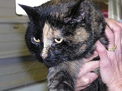 The Verde Valley Humane Society &#8220;Pet of the Week&#8221; is &#8220;Isis,&#8221; a beautiful adult tortoise shell beauty that has been living at VVHS for months now. Stop in the shelter located at 1502 W. Mingus and give Isis a hug or two.  She might decide to go home with you. Her adoption fee has been discounted by $70.