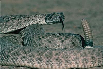 It is not rare to encounter diamondback rattlesnakes  in Arizona, and they account for most bites. Courtesy Arizona Game & Fish<br/>