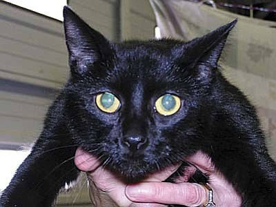 The Verde Valley Humane Society &#8220;Pet of the Week&#8221; is &#8220;Justice&#8221; a female black cat.  She has short hair that is easy to maintain, but she still loves to be brushed. Justice is very playful and has a great personality.  She is calm but still lots of fun.  Give her a feather and sit back to be entertained. Her adoption fee has been discounted by $20 thanks to our generous sponsors.