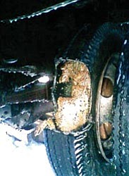Obnoxious bees were found to have housed themselves five-rings deep in a truck tire.
