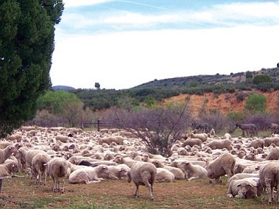 Courtesy Kelli Spleiss USFS<br /><br /><!-- 1upcrlf2 -->Sheep ranchers from the desert valleys around Phoenix have been driving sheep north since 1884, along a corridor known to the Forest Service as the Beaverhead-Grief Hill.