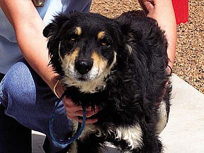 The &#8220;Pet of the Week&#8221; is our little Juliet. She is an Aussie mix full of life and sweetness. She loves walks and doesn&#8217;t mind being brushed. She gets along well with others. Stop in and meet this beautiful little girl. Juliet&#8217;s adoption fee has been discounted thanks to the generous donors in the Verde Valley.