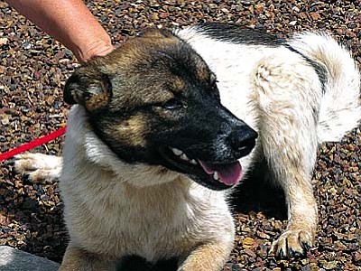 The Verde Valley Humane Society Pet of the Week is &#8220;Cookie,&#8221; a medium-sized shepherd mix. She is a sweet dog with beautiful markings and a great personality.