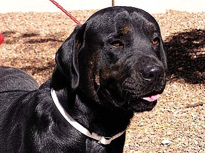 The Verde Valley Humane Society &#8220;Pet of the Week&#8221; is &#8220;Joe-Joe.&#8221;  He is part Rottie/Lab and maybe even Mastiff. Weighing in at about 70 pounds, he believes he can still be your lap dog. Joe-Joe&#8217;s adoption fee has been discounted by $20 thanks to our generous donors.