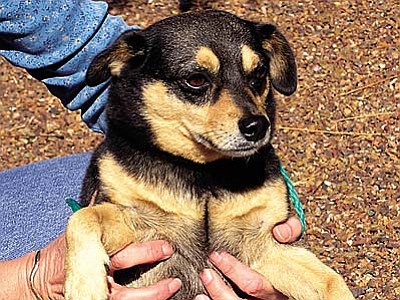 The Verde Valley Humane Society Pet of the Week is our little Chihuahua mix named &#8220;Pepe.&#8221; He is just adorable but a little on the apprehensive side until he figures out if you are a nice guy. This &#8220;chunky little monkey&#8221; thought he was such a big dog in his Halloween sweater on the chilly mornings.  He didn&#8217;t realize that he didn&#8217;t get any bigger, but he was absolutely delightful to see when he went for walks with our dedicated volunteers. Pepe&#8217;s adoption fee has been discounted by $20 thanks to our generous supporters.