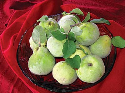 A bounty of quince