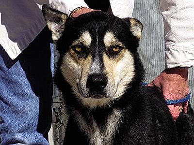 The Verde Valley Humane Society Pet of the Week is &#8220;Dakota.&#8221;  He is a beautiful husky/shepherd mix.  Dakota is very intelligent and very willing to learn.  His adoption fee has been discounted by $20. Please stop in the shelter located at 1520 W. Mingus and meet Dakota and all of the other fantastic cats and dogs waiting for new homes.	