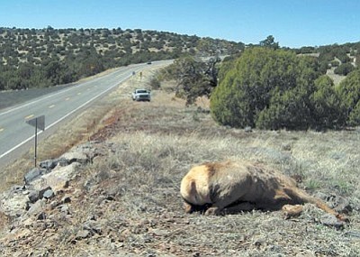Arizona Game & Fish Department is seeking information about an elk poaching on State Route 260.