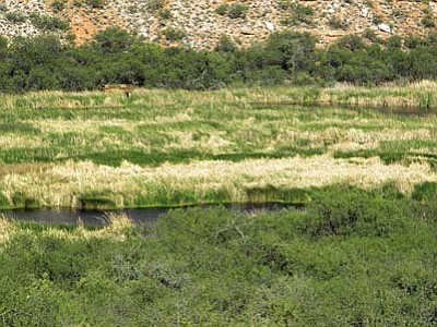 Well before the National Park Service gained control of the marsh in 2005, homesteaders saw the area as a wealth of fertile ground with an abundance of water, if they could just find a method of draining some of it back into the Verde River.