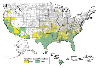 March of the Feral Pigs toward the Verde Valley | The Verde Independent ...