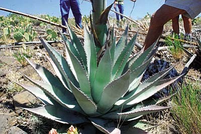 Agave Sacred Mountain was originally discovered near Montezuma Castle in 1995. Eight years later additional stands were found near Sacred Mountain and subsequently identified as a separate species that may have been a &#8220;signature&#8217; plant for prehistoric Verde Valley farmers.