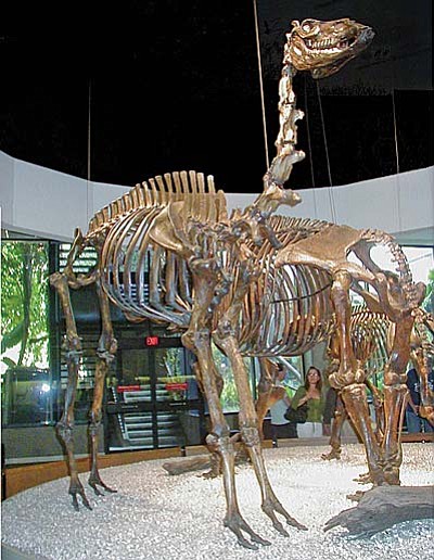 Camelops hesternus at the George Page Museum