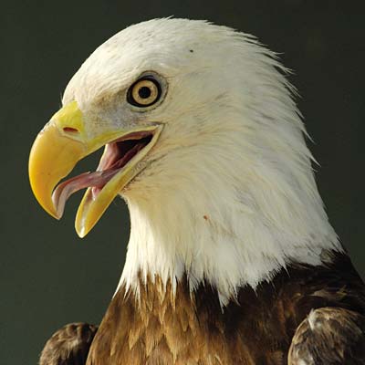 Editorial: Arizona desert bald eagles still need endangered species