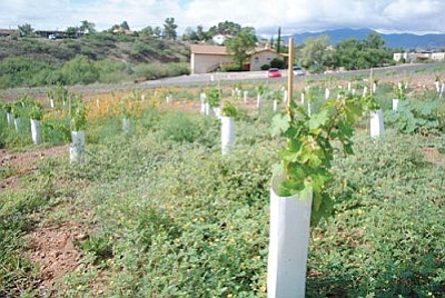 Mingus Union High School's 300-plant vineyard sits on a small plot of land behind the sports fields.