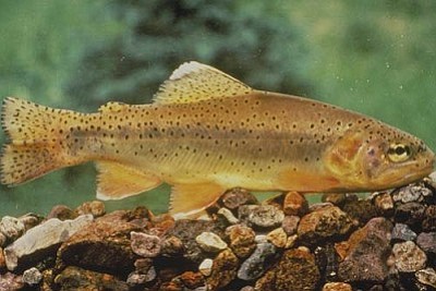 The Apache trout is native to Arizona and is the official state fish. Once endangered, it has enjoyed a comeback, state officials say, but some environmentalists say it has been hit hard by the fallout of wildfires. (Photo courtesy the U.S. Fish and Wildlife Service)