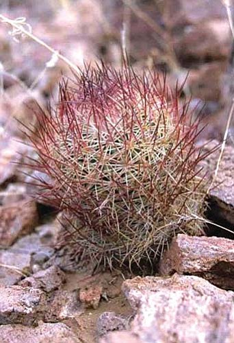 Acuna cactus. (Photo by Jim Rorabaugh, U.S. Fish and Wildlife Service)