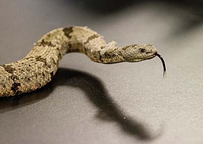 The ridge-nosed rattlesnakes are among the reptiles that make Arizona a draw for reptile poachers.