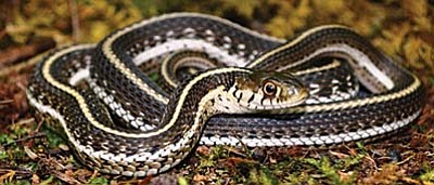 A narrow-headed gartersnake, one of two gartersnakes in Arizona and New Mexico that have been declared threatened species by the federal government. (Photo by Tom Brennan/U.S. Fish and Wildlife Service)