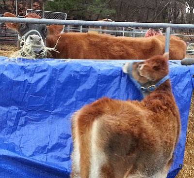 Trying to break into the corral to get to Mama.