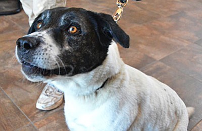 Some of the dogs that have been at the local shelter a long time are Bali, a 2-year-old cattle dog, has been at the shelter since October of 2015 and is considered a good family dog.