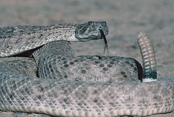 Photo/George Andrejko<br /><br /><!-- 1upcrlf2 -->A diamondback rattlesnake in a ready-to-strike position.