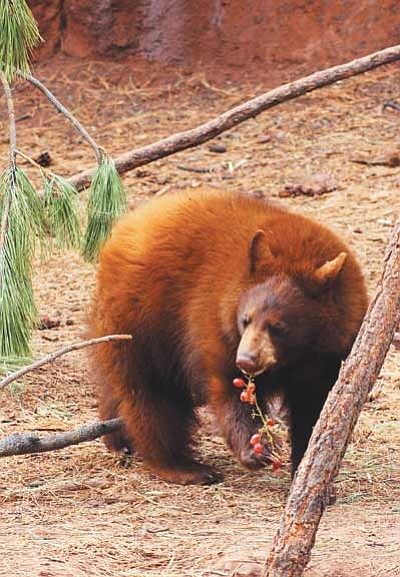 The owner/founder of Wildlife Park Bearizona, long time friend