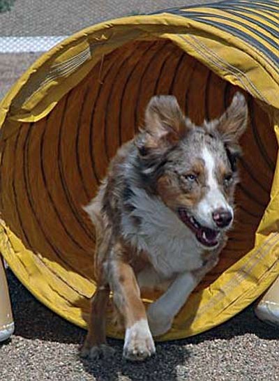 Daisy, a minature Australian shepherd, speeds through a tunnel at a past agility event.  Submitted Photo