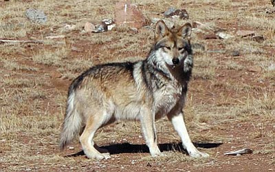 A Mexican gray wolf at the Sevilleta Wolf Management Facility in New Mexico in 2011. Photo/U.S. Fish and Wildlife Service