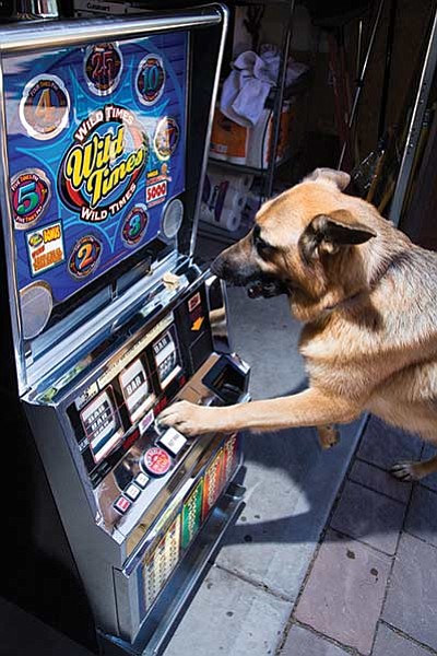 Maggie the dog throws caution to the wind and plays a vintage slot machine.  Ryan Williams/WGCN
