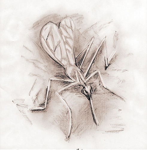Photo detail