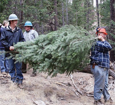 Photo/Sheila Poole
Williams Ranger District employees Roger Joos (left) and Kevin Probst (right) prepare to carry a "companion tree" to their truck.