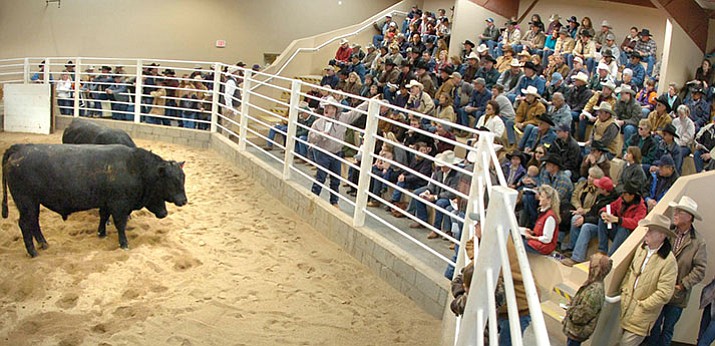 Bidders try to get the best deal on Angus bulls at the annual Cattleman’s Weekend livestock auction.