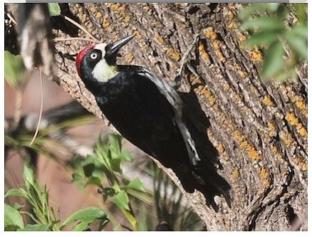 Adult male acorn woodpecker
