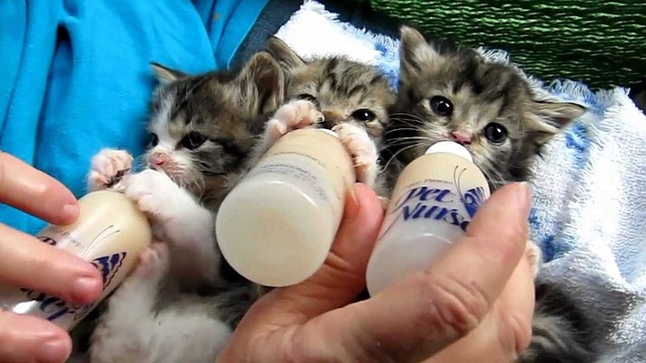 Have you saved a life today? Join the YHS Baby Bottle Brigade and learn how to foster orphaned kittens in need of your compassion. Call 928-445-2666, ext. 112, for more information.
