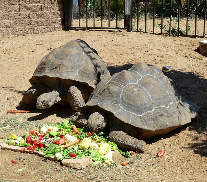 Breakfast with the tortoises is Saturday, June 4. 