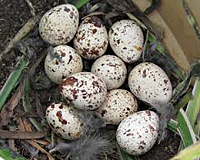 Gambel’s Quail nest with eggs. 
