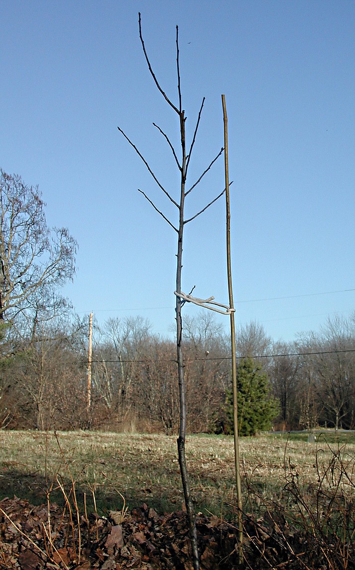 This undated photo shows a young tree that has been staked for support in New Paltz, N.Y. The stake allows for some movement, which helps roots grow and promotes development of a sturdy trunk. 