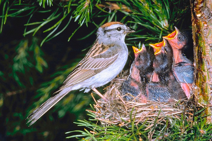 Laws protect many birds nests until eggs hatch and the newborns are capable of flight. (Metro Creative Services)