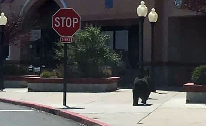 A black bear led public safety authorities on a chase Sunday - from Rosser and Highway 89, to Frontier Village, and back into the city.
