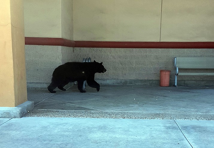 A black bear makes its way down the sidewalk at the Frontier Village shopping center Sunday morning, June 26.